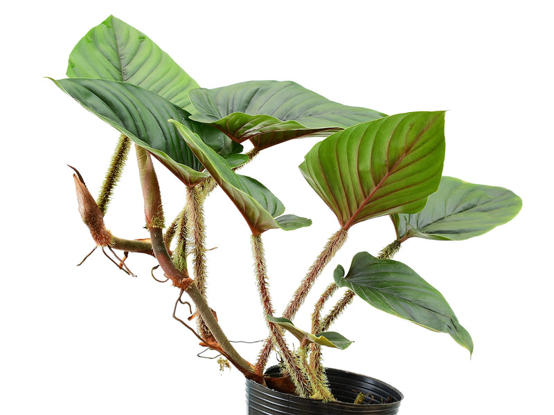 philodendron temperature celsius Philodendron serpens