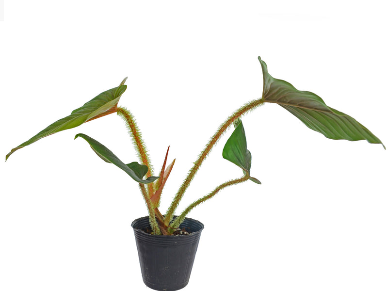 philodendron serpens chocolate Philodendron serpens — Ecuagenera Orquídeas del Ecuador