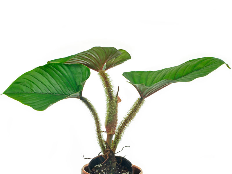 philodendron serpens vs squamicaule Philodendron serpens