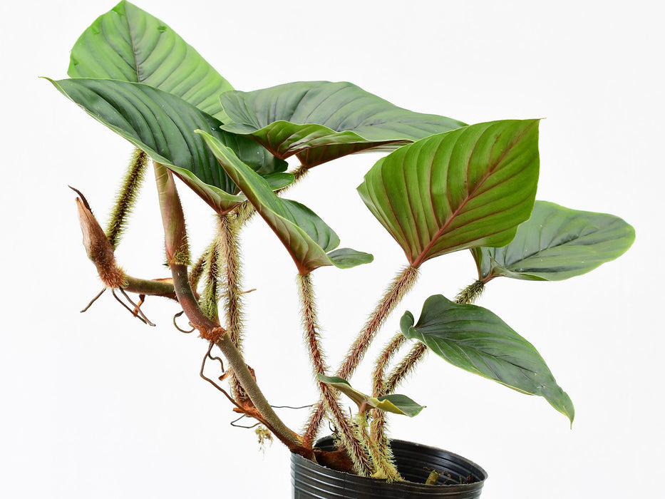 Philodendron serpens