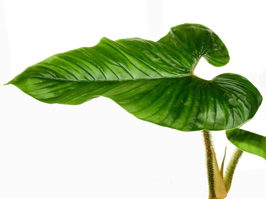 Philodendron serpens