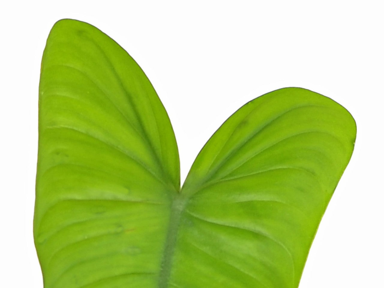 philodendron sharoniae for sale Philodendron sharoniae — Ecuagenera Orquídeas del Ecuador