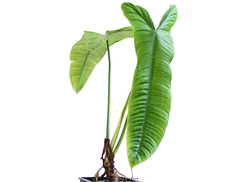 philodendron sharoniae Philodendron sharoniae *Grower's choice*