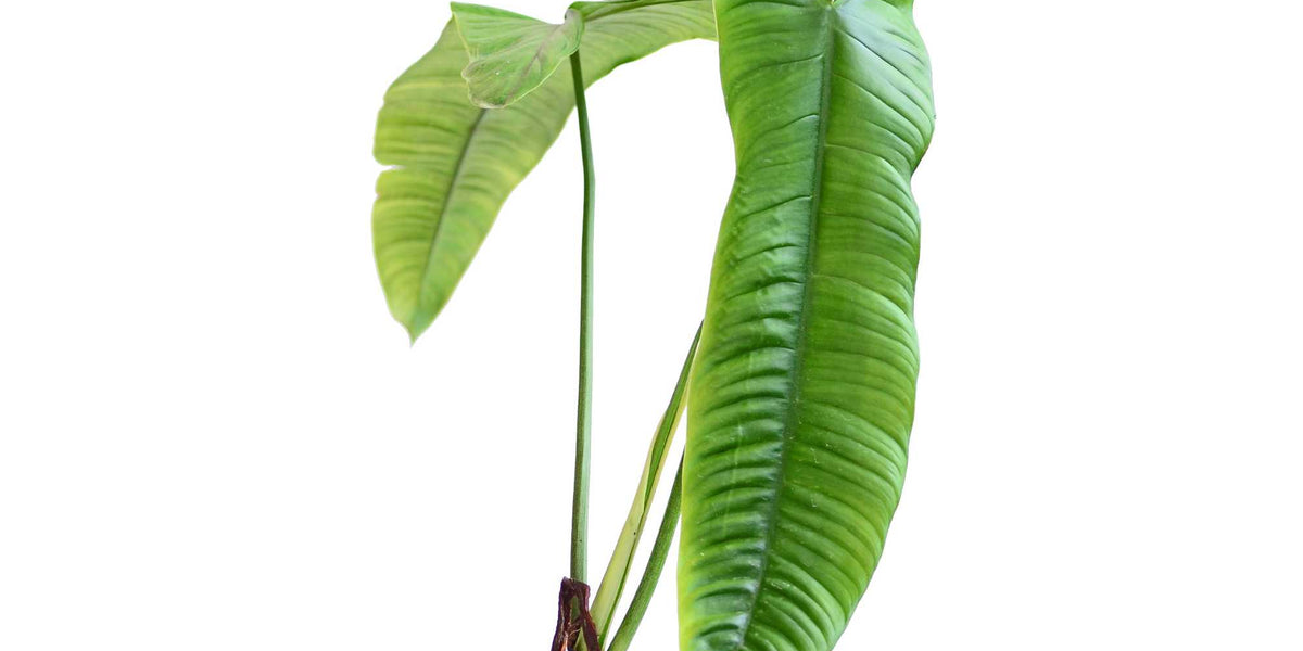 philodendron sharoniae vs tenue Philodendron sharoniae Mosquera — Ecuagenera Orquídeas del Ecuador