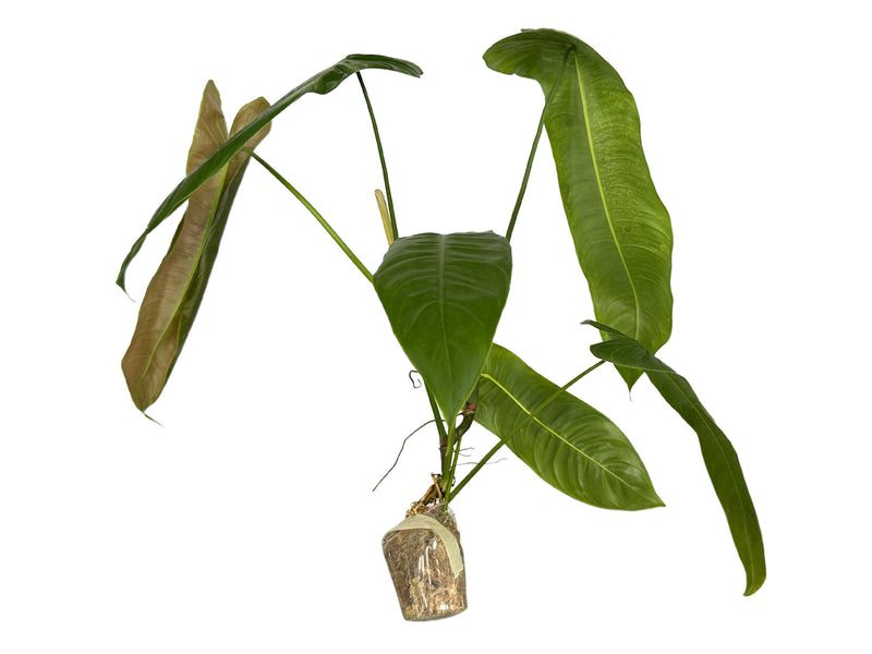 Philodendron sharoniae