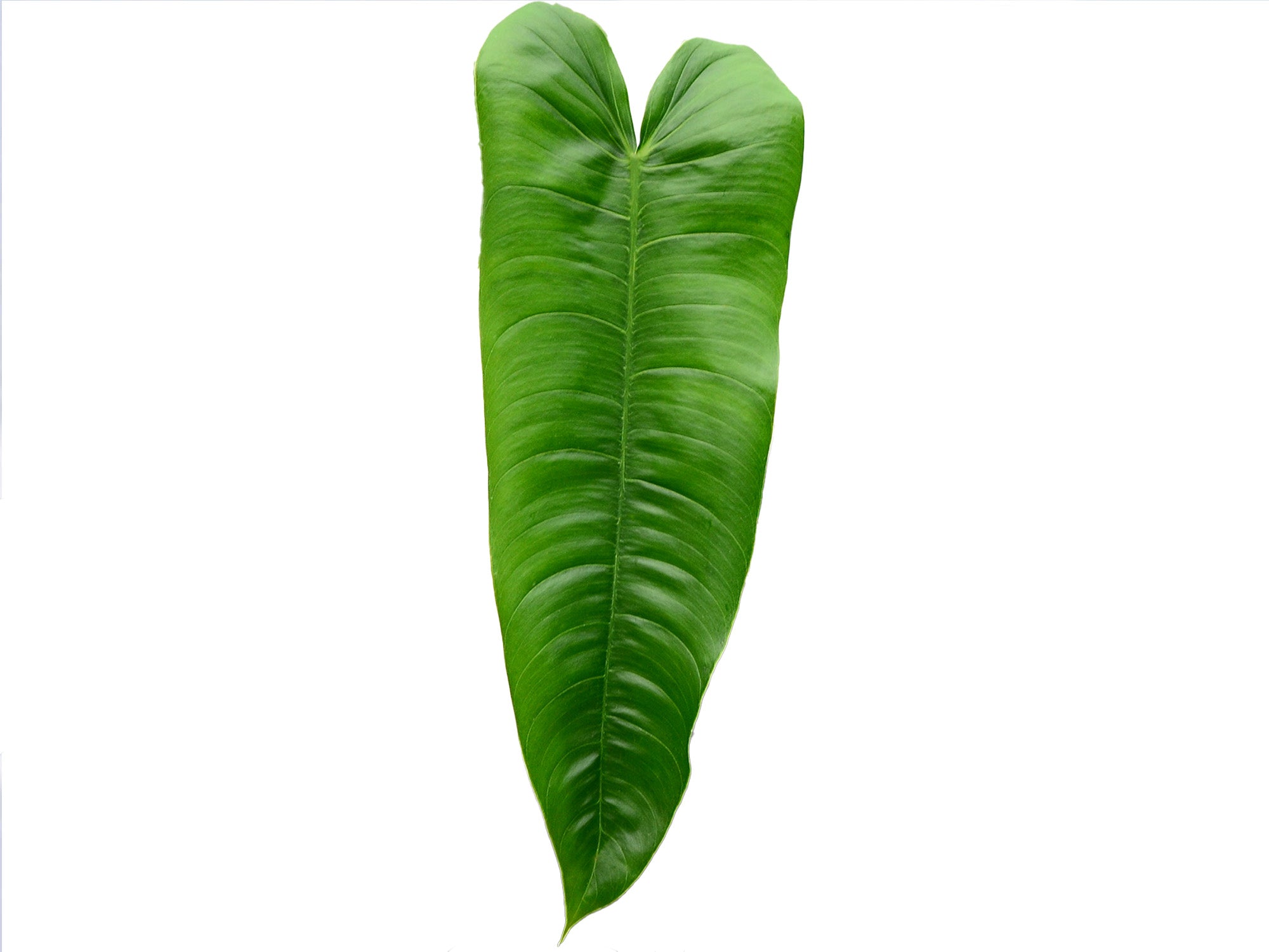 philodendron sharoniae for sale Philodendron sharoniae