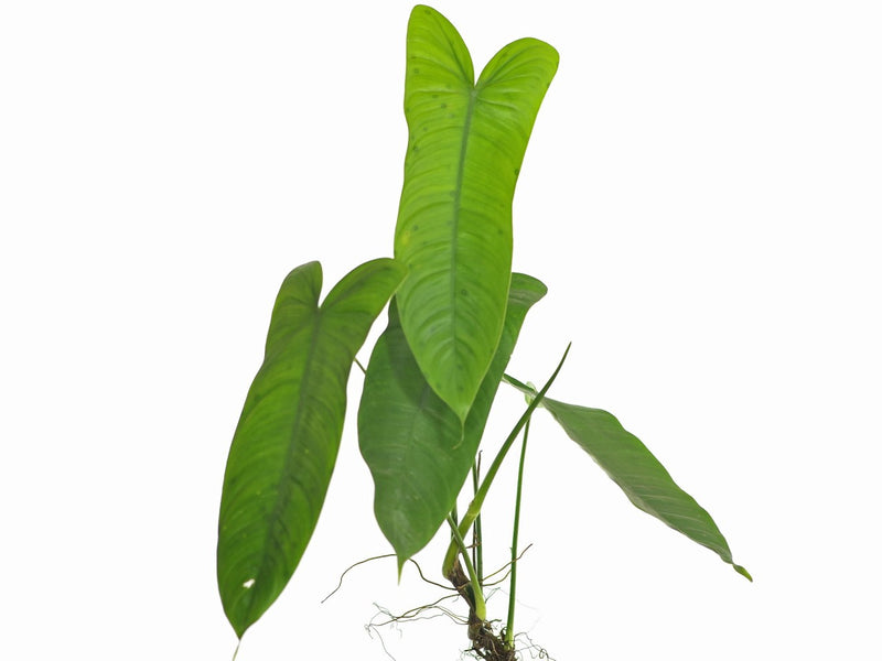 philodendron sharoniae san antonio Philodendron sharoniae