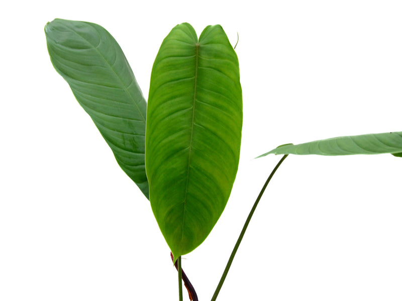 Philodendron sharoniae red