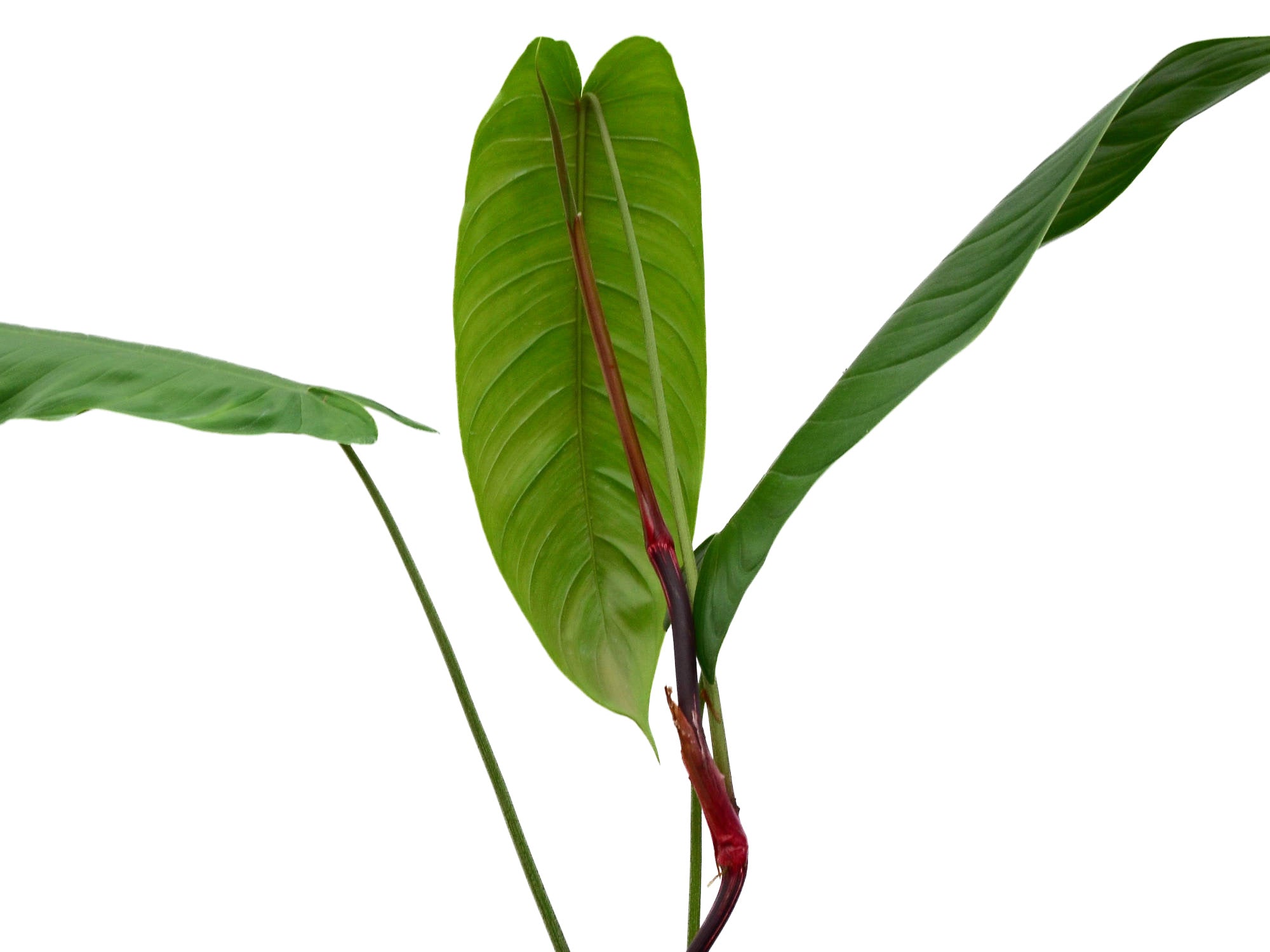 Philodendron sharoniae redフィロデンドロンシャロニアエ Philodendron sharoniae red — Ecuagenera Orquídeas del Ecuador