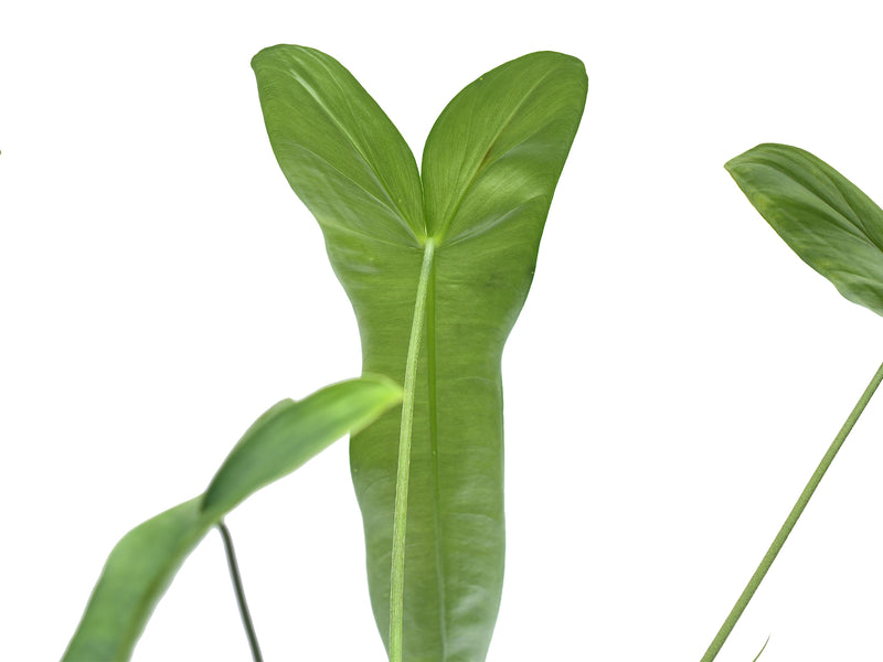 Philodendron sharoniae slim