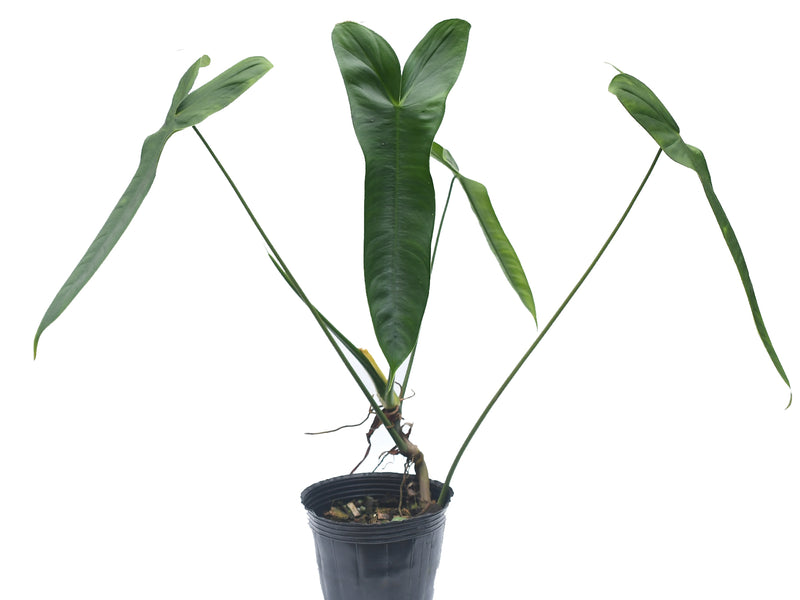 Philodendron sharoniae slim
