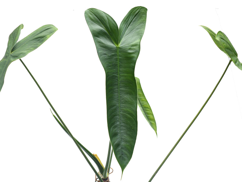Philodendron sharoniae slim