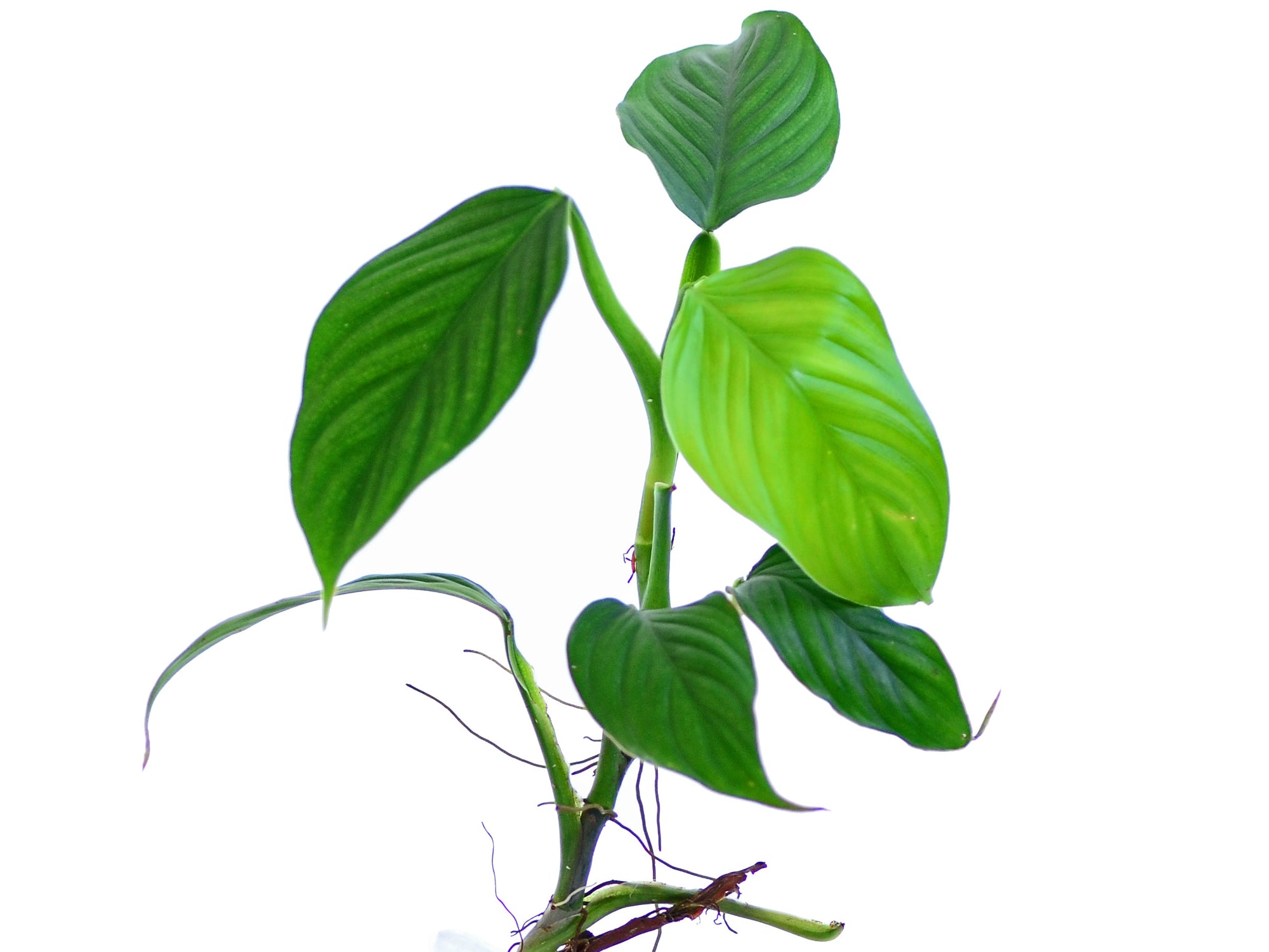 philodendron smithii Philodendron smithii