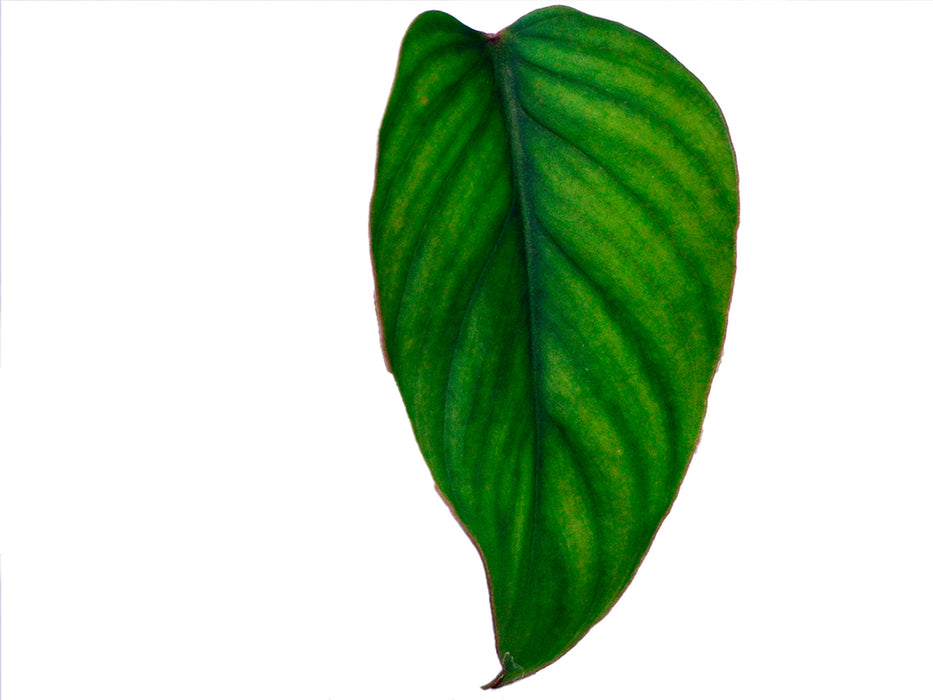 Philodendron smithii red