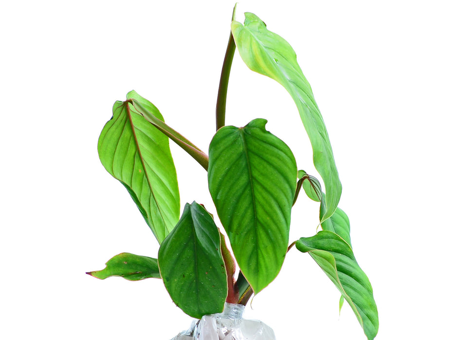 Philodendron smithii red