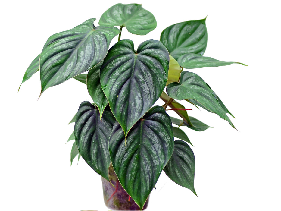 Philodendron sodiroi aff