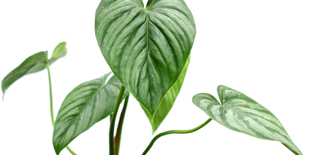philodendron gardeniodorum aff Philodendron sodiroi aff