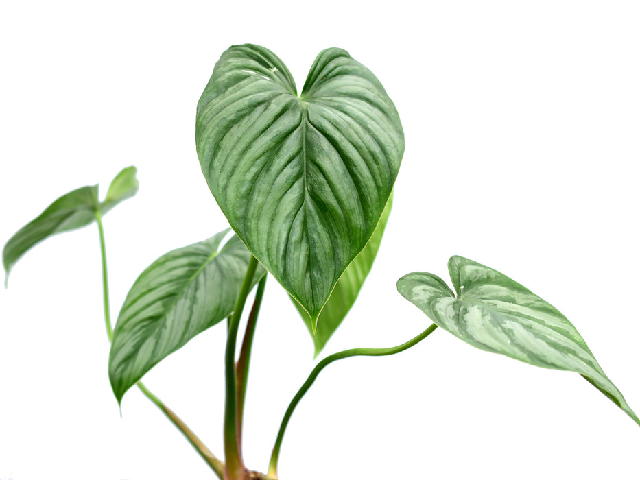 Philodendron sodiroi aff