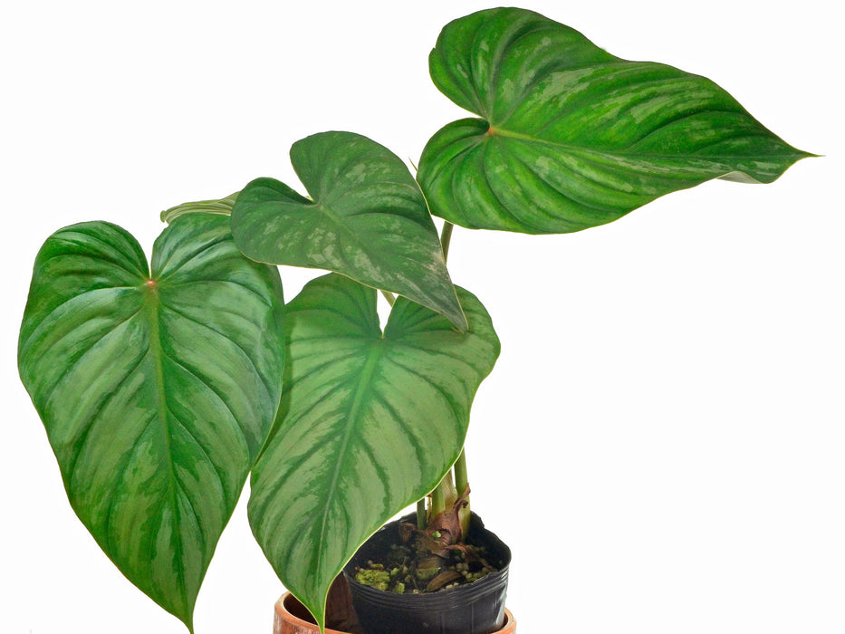 Philodendron sodiroi aff