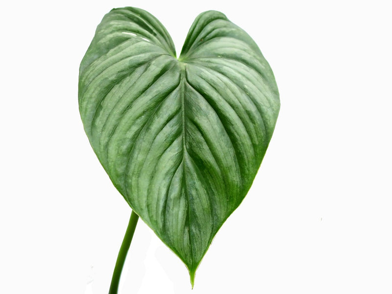 Philodendron sodiroi aff