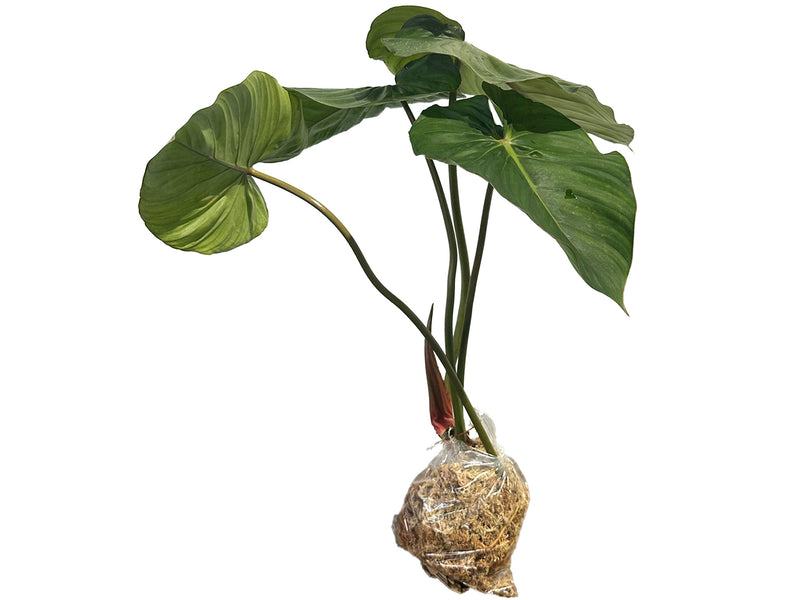 philodendron sodiroi petiole Philodendron sodiroi aff × pastazanum – Warm Hybrid Philodendron — Ecuagenera Orquídeas del Ecuador