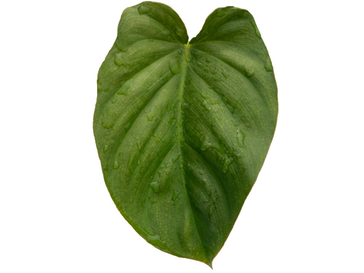 philodendron verrucosum x sodiroi Philodendron sodiroi aff x Philodendron verrucosum 2 — Ecuagenera Orquídeas del Ecuador