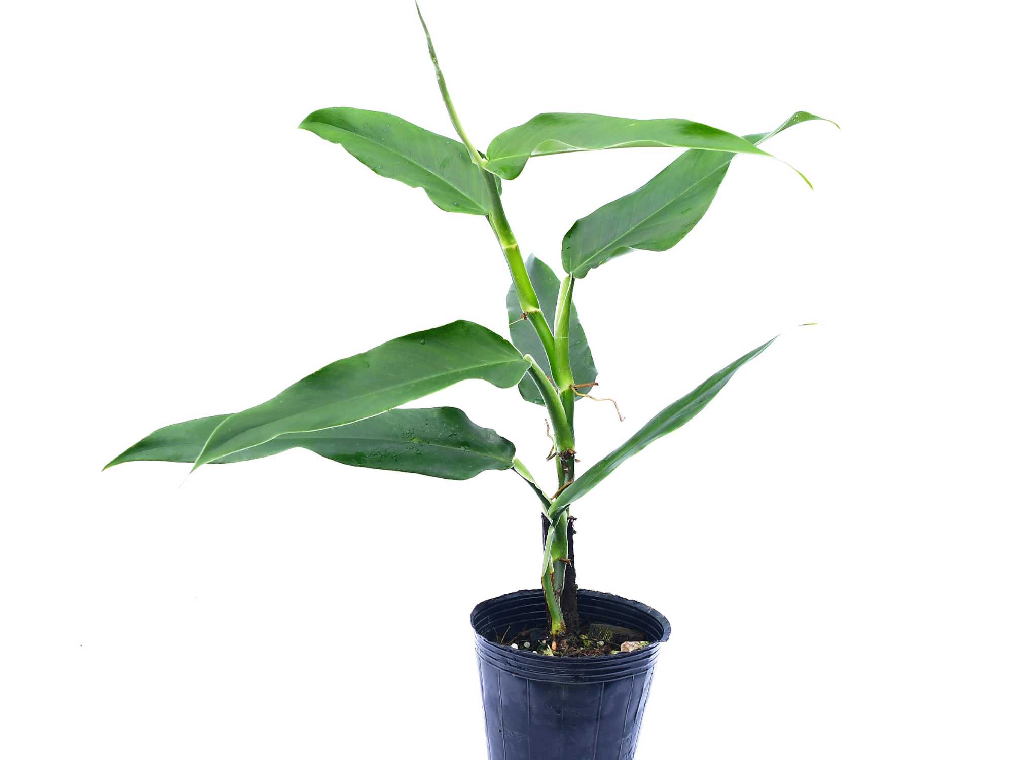 philodendron sp costa rica Philodendron Colon 1