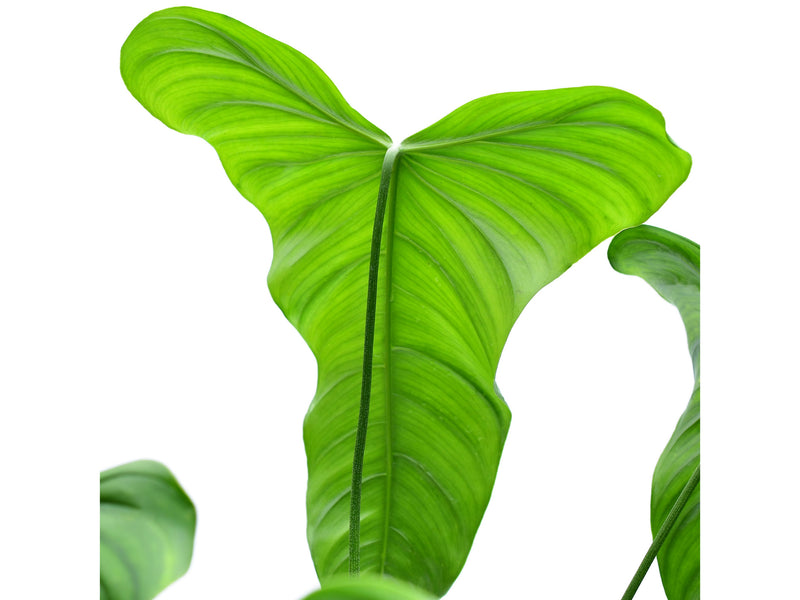 Philodendron Colon 2