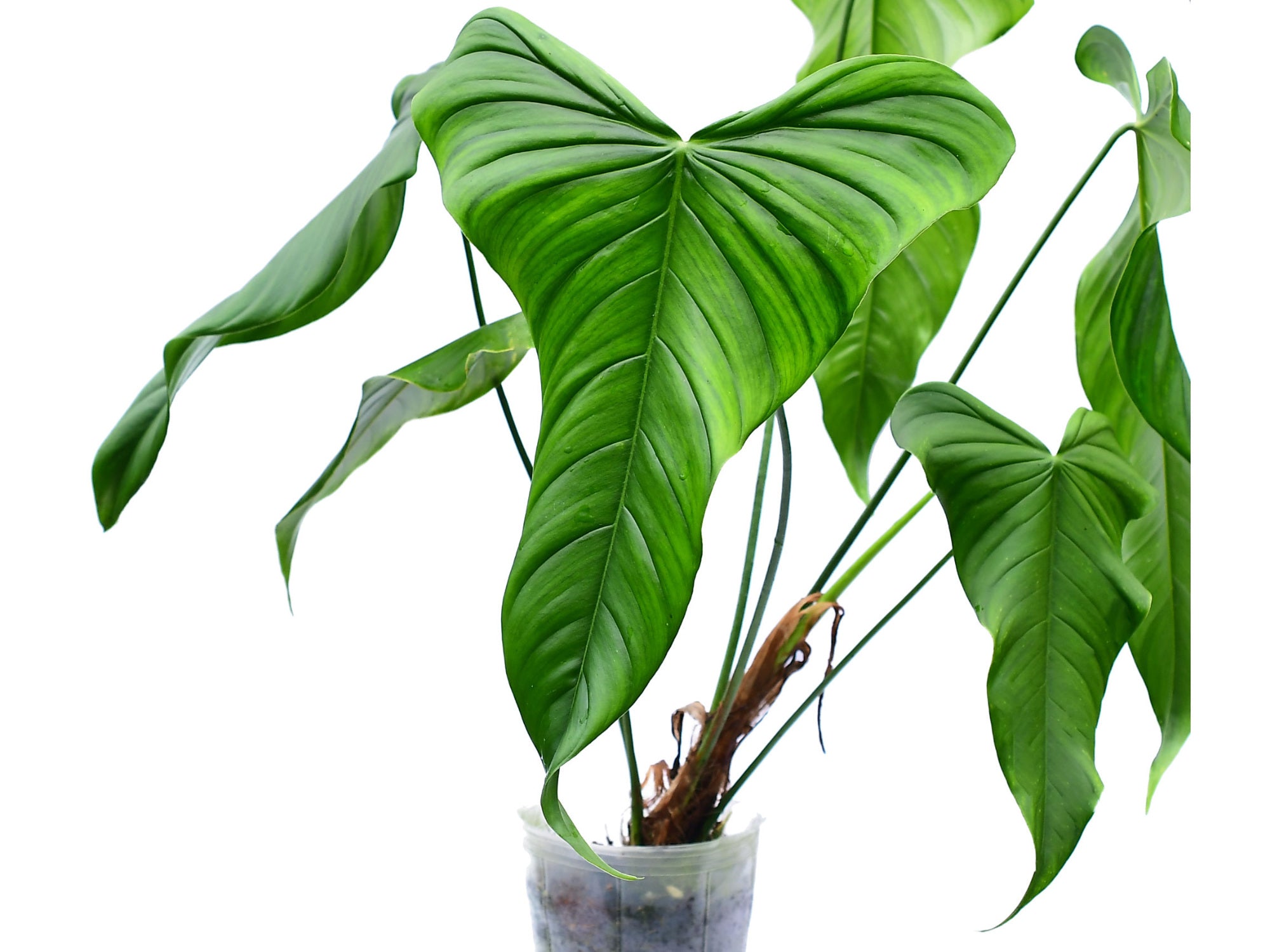 philodendron consanguineum Philodendron Colon 2 — Ecuagenera Orquídeas del Ecuador