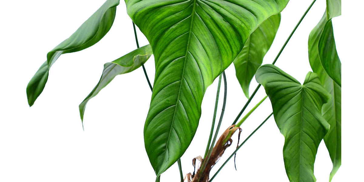 Philodendron Colon 2