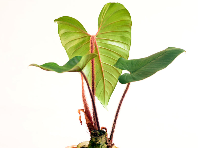 blushing philodendron price philippines Philodendron squamicaule Blushing