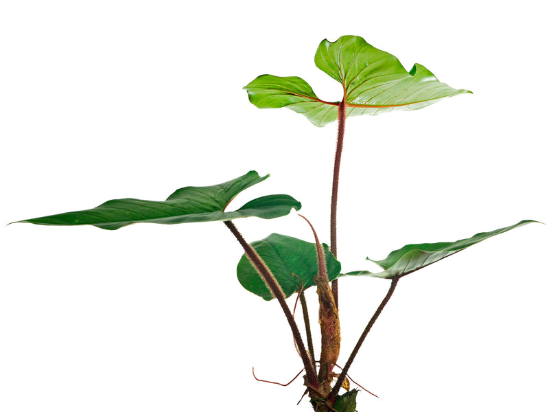 blushing philodendron Philodendron squamicaule Blushing
