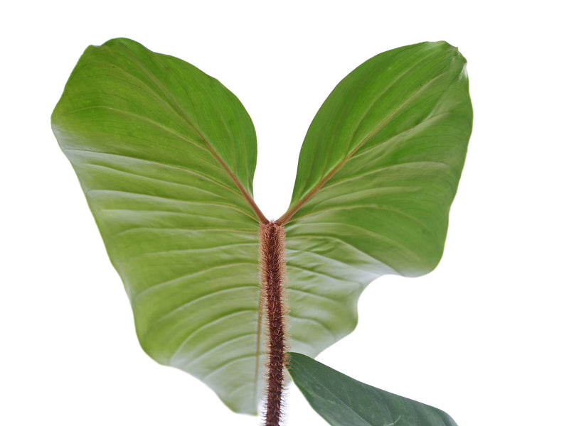 philodendron blushing green Philodendron squamicaule Blushing — Ecuagenera Orquídeas del Ecuador