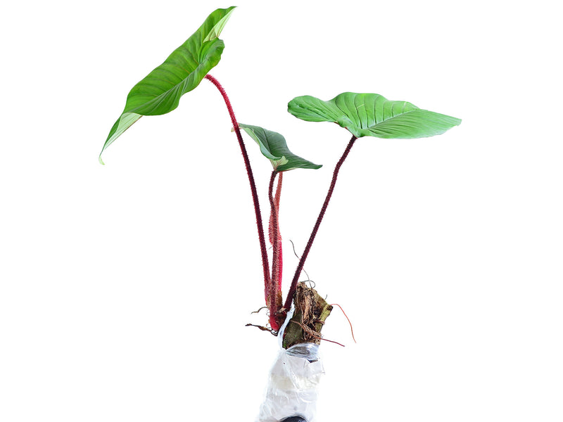 blushing red philodendron Philodendron squamicaule Blushing — Ecuagenera Orquídeas del Ecuador