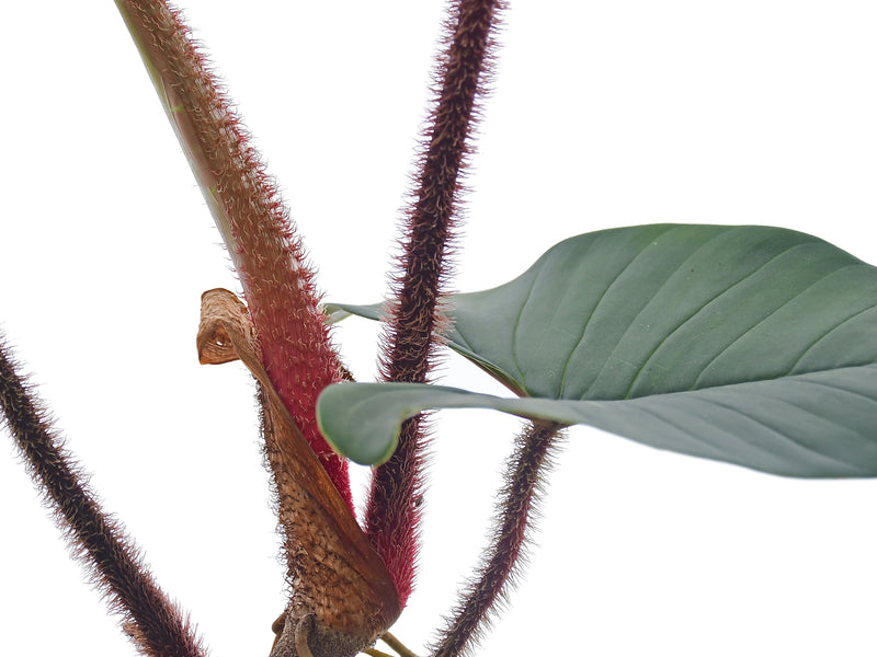 philodendron squamicaule blushing Philodendron squamicaule Blushing