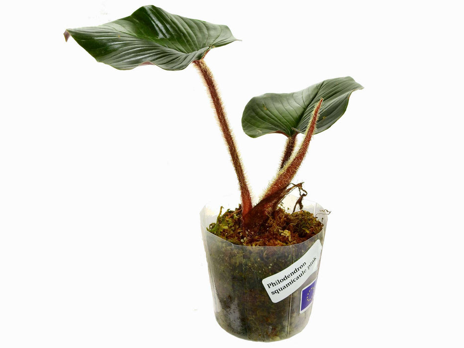 Philodendron squamicaule pink