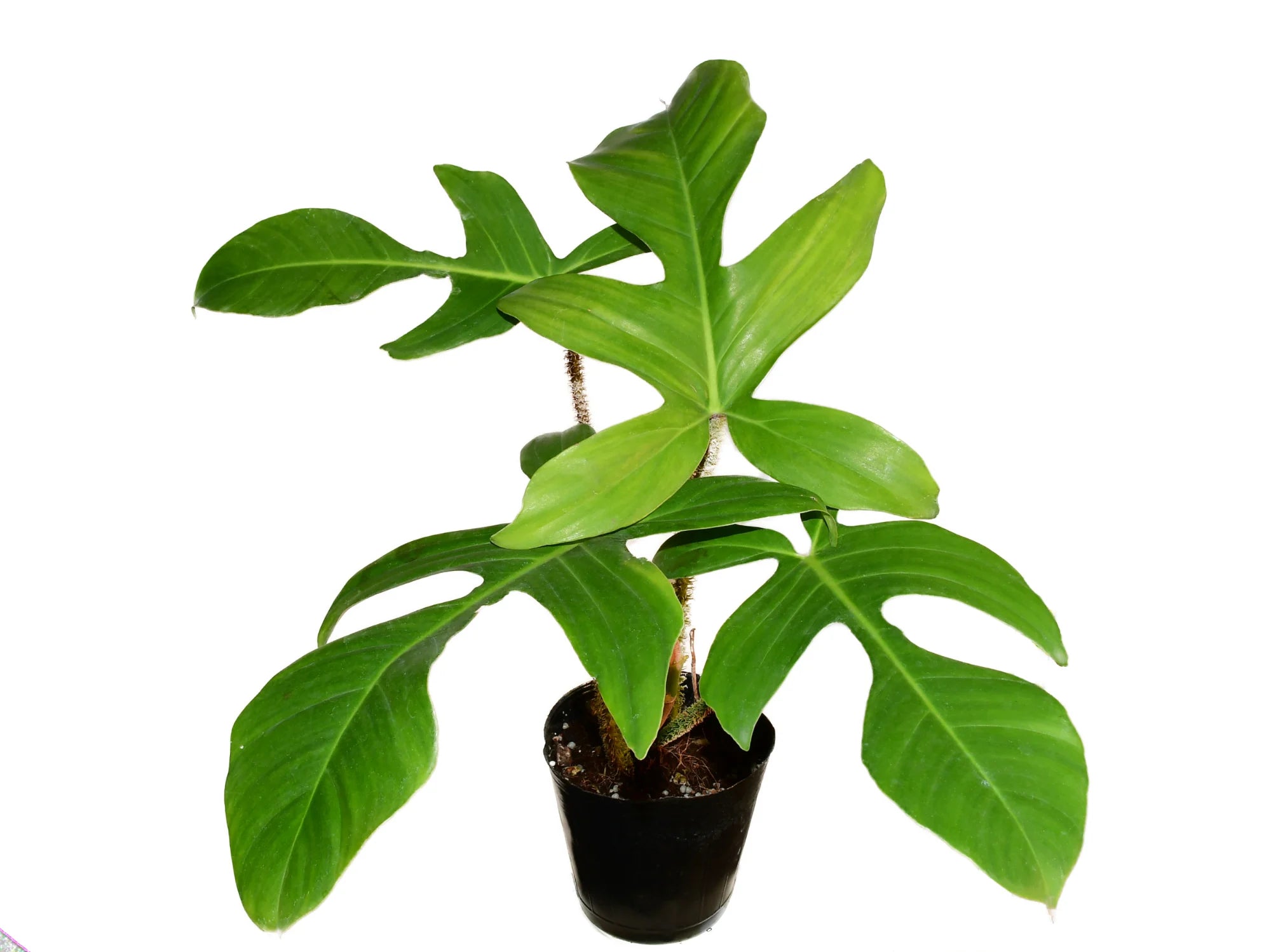 Philodendron squamiferum — Ecuagenera Orquídeas del Ecuador