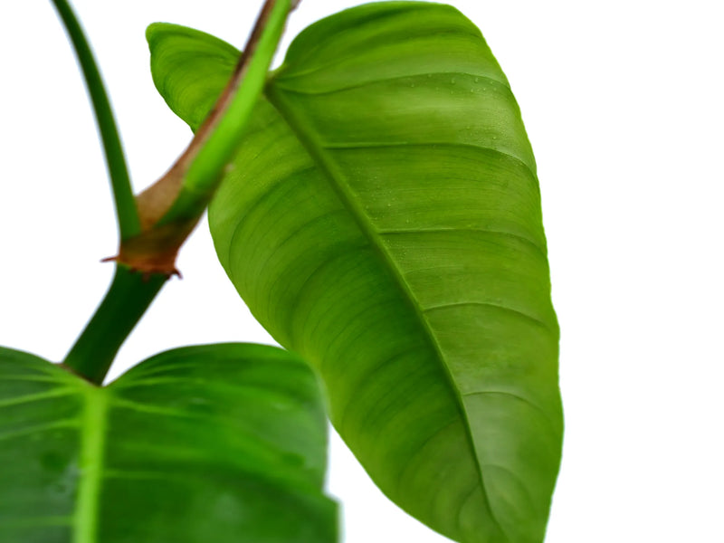 philodendron strictum Philodendron strictum