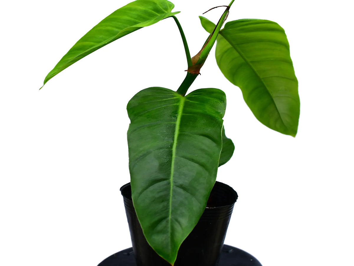 philodendron strictum Philodendron strictum