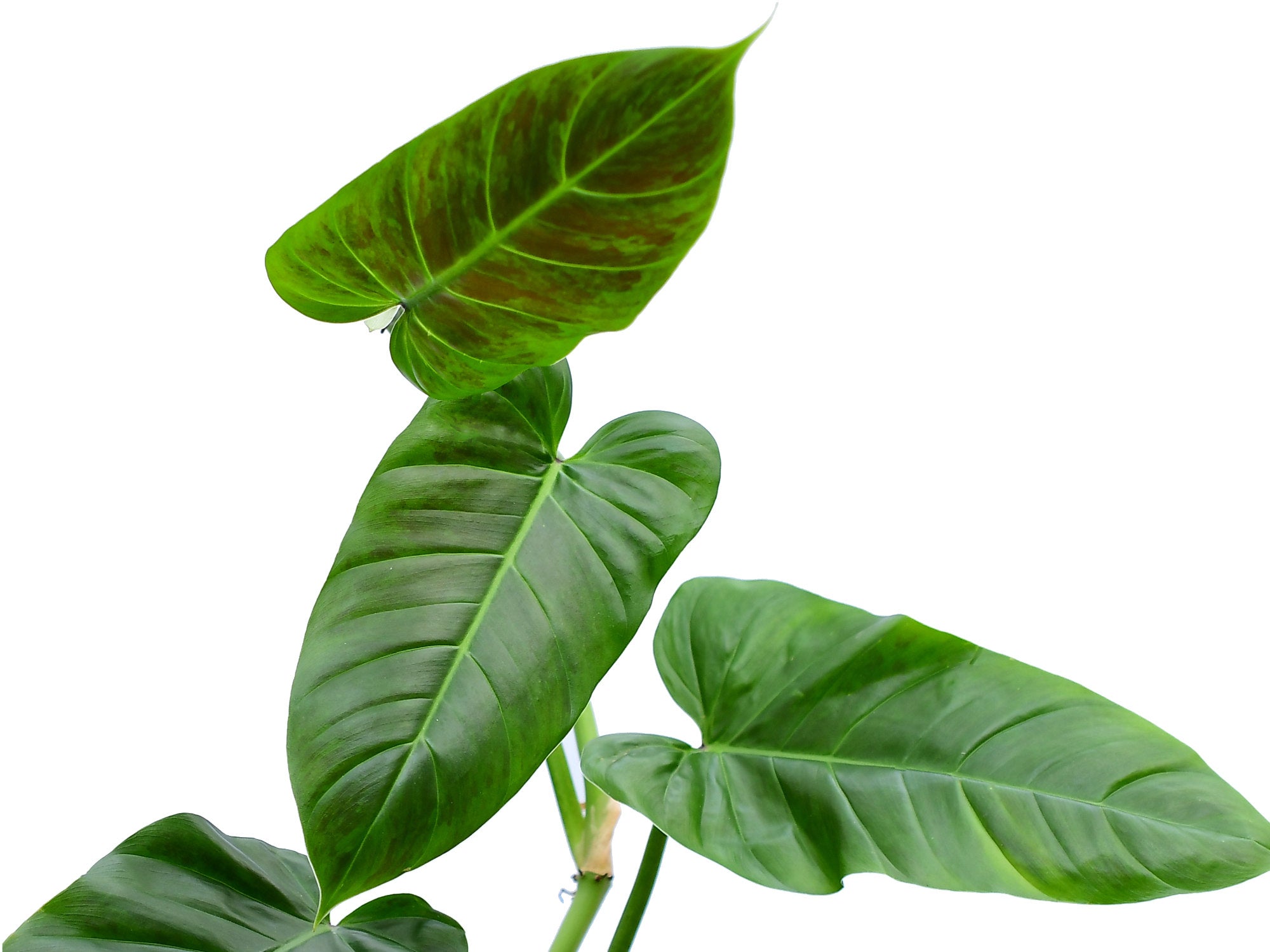 philodendron angustatum Philodendron subhastatum — Ecuagenera Orquídeas del Ecuador