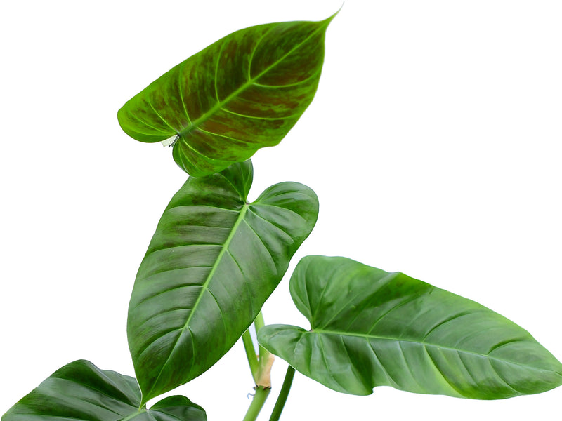 philodendron angustisectum Philodendron subhastatum — Ecuagenera Orquídeas del Ecuador
