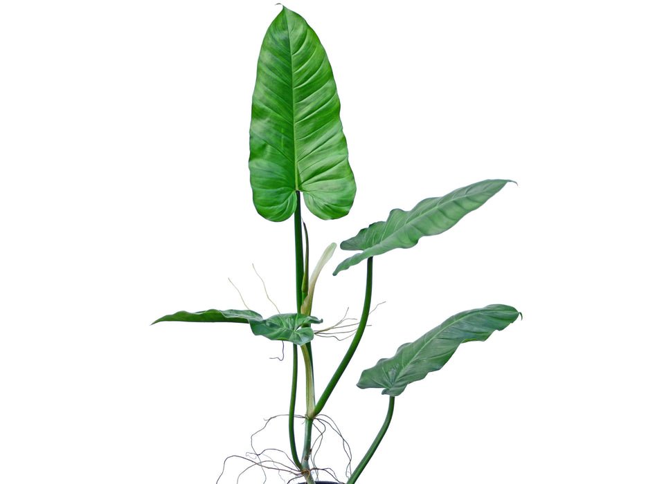 Philodendron subhastatum