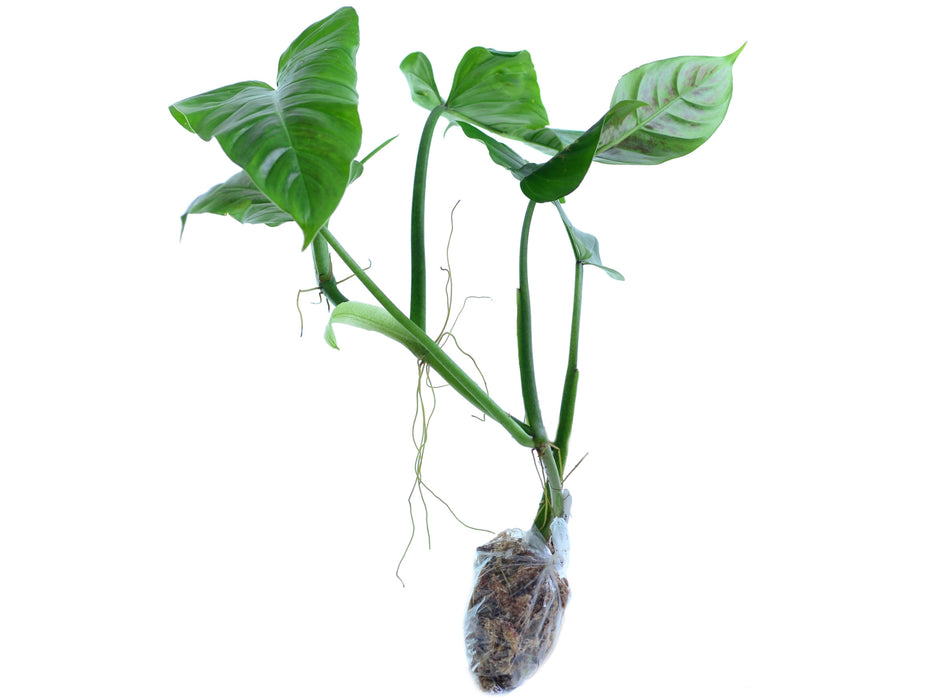 Philodendron subhastatum