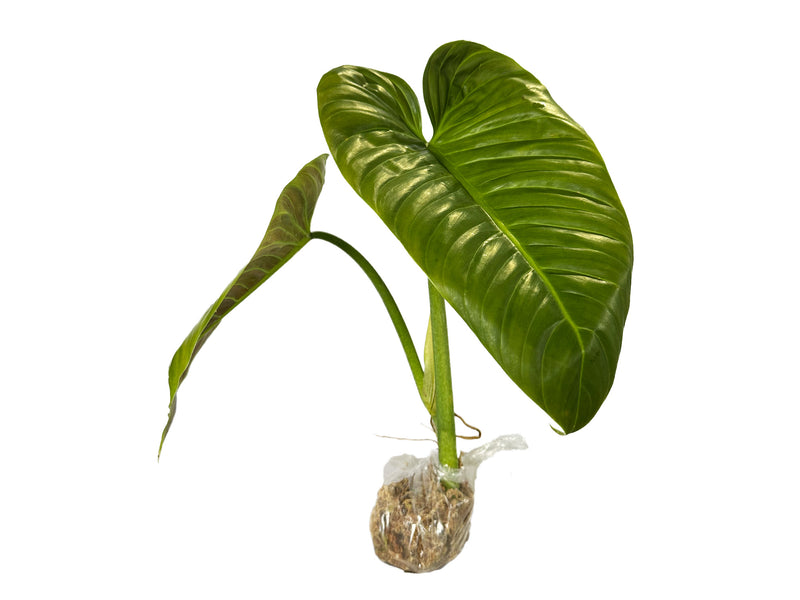 Philodendron subhastatum Ecuagenera