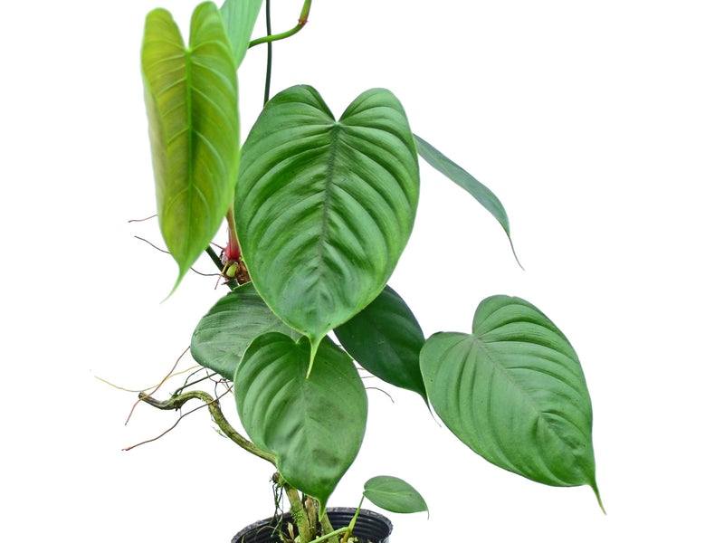 philodendron ecuadorian Philodendron tenue