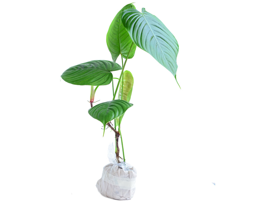 Philodendron tenue