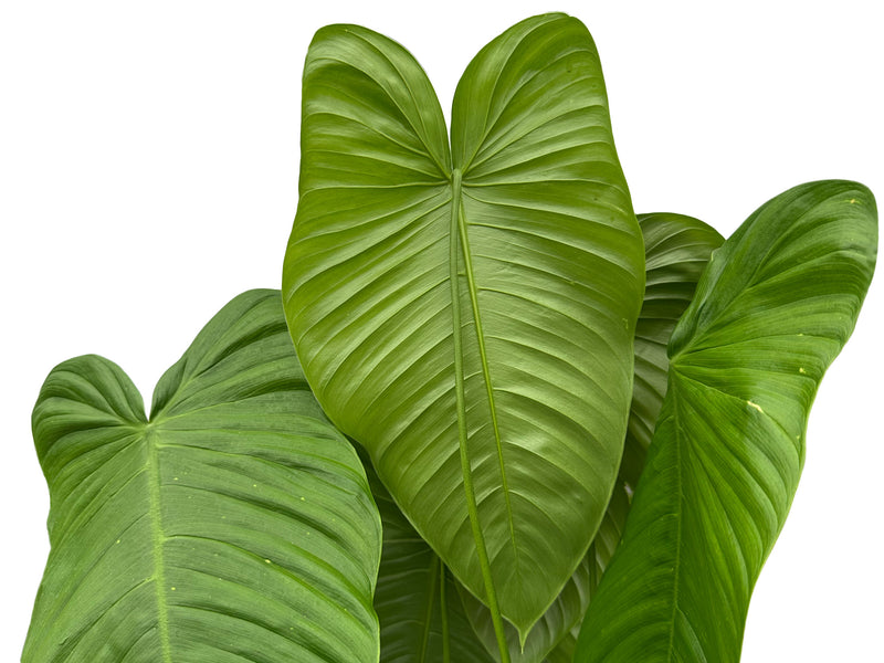 Philodendron tenue 'Jesus Maria'