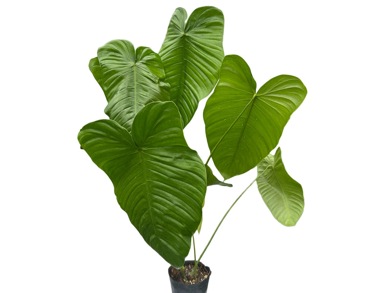 philodendron tenue Philodendron tenue 'Jesus Maria'
