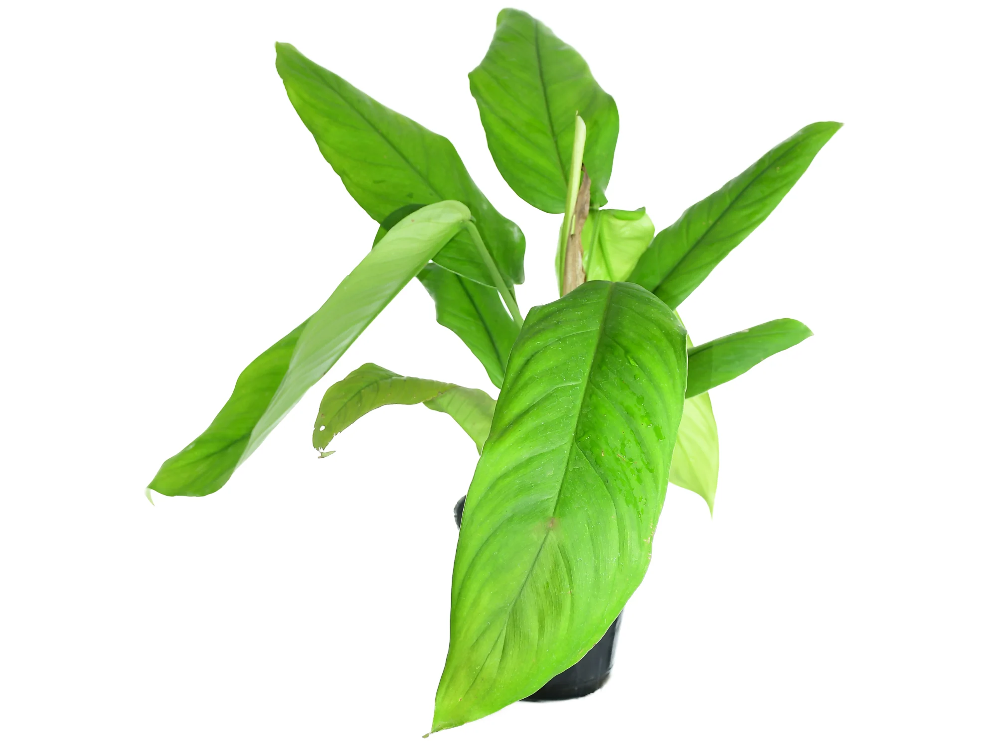 philodendron tenuipes Philodendron tenuipes