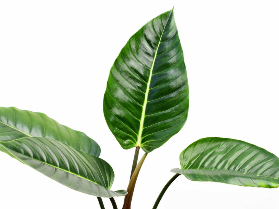 Philodendron urraoense